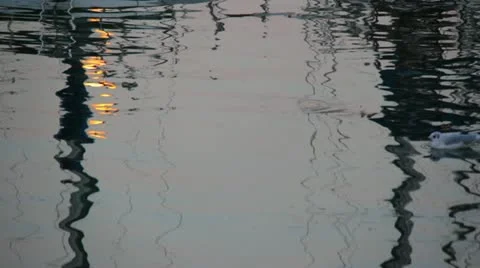 Bird on water with reflections of light Stock Footage 21893008