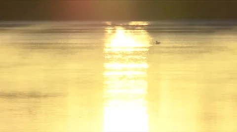 Bird on the Water at Sunrise Stock Footage 7765345