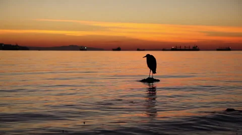 Bird on water by sunset Stock Footage 30345277