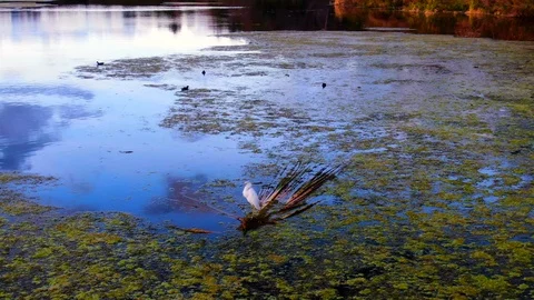 Bird on water sunset panning Stock Footage 100384134