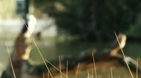 Bird on Water Tree Branch Stock Footage 10605069