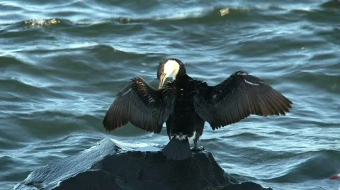 Bird on waterfront Tasmania Stock Footage
