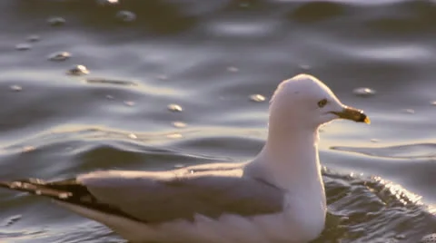 Bird in Water.mp4 Stock Footage