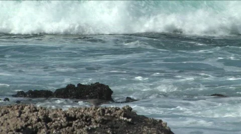 Bird with waves behind on Galapagos Island Stock Footage 296048