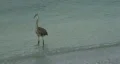 Bird & Waves HD Footage