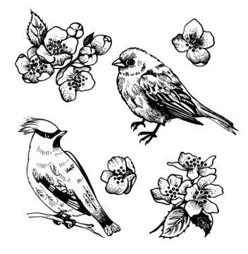 Bird, waxwing, apple tree blossoms Stock Illustration