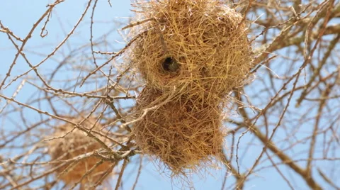 BIRD WEAVER NEST Stock Footage 41793442