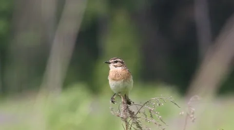 Bird Whinchat (Saxicola rubetra) sitting in the grass, which sways the wind Stock Footage
