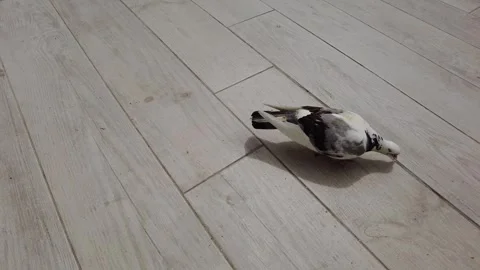 Bird with white fluffy feathers is walking on the street. Stock Footage 274453376