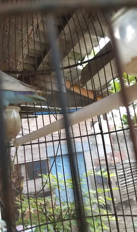 Bird white parakeet  Stockbeeldmateriaal 323820335