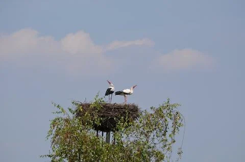 Bird white stork Stock Photos