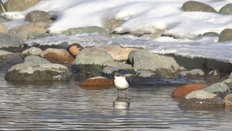 Bird white-throated dipper Cinclus cinclus  in water of Altai river Katun i.. Vidéo 73171925