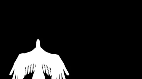 Bird wht2 Stock Footage 7765341