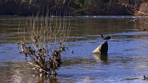 A bird in the wild defecates while sitting on a stone in the river Stock Footage 263777743