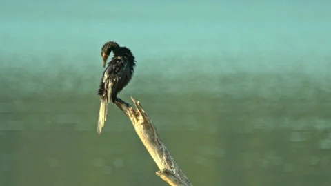 A bird at Wilderness Stock Footage 308917660