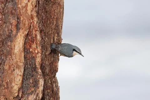 Bird in the wilderness Stock Photos