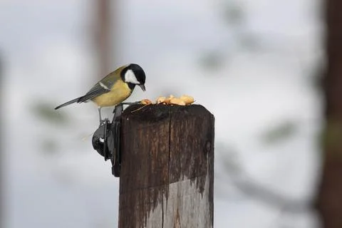 Bird in the wilderness Stock Photos