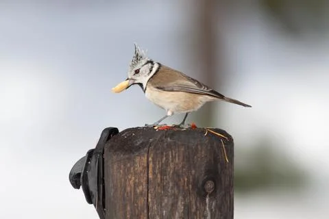 Bird in the wilderness Stock Photos
