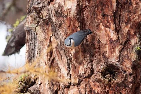 Bird in the wilderness Stock Photos