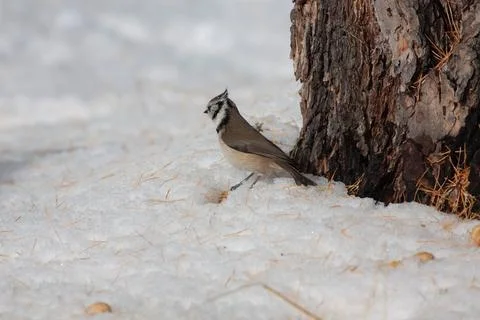 Bird in the wilderness Stock Photos