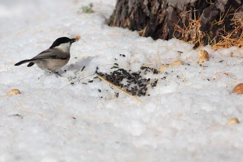 Bird in the wilderness Stock Photos