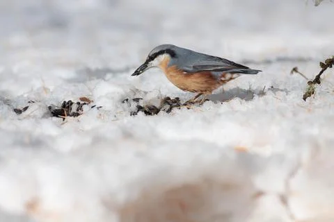Bird in the wilderness Stock Photos