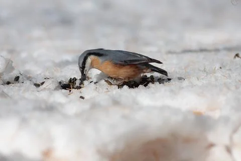 Bird in the wilderness Stock Photos