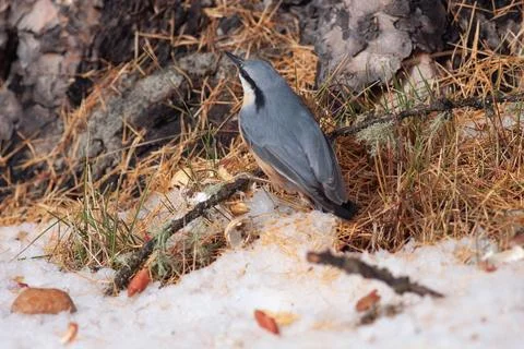 Bird in the wilderness Stock Photos