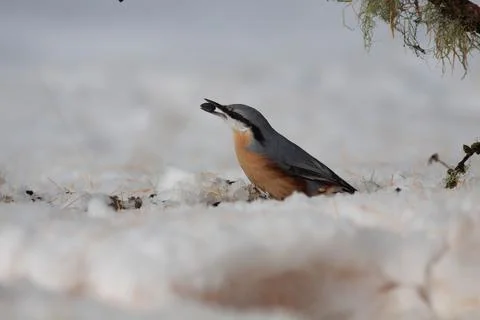 Bird in the wilderness Stock Photos