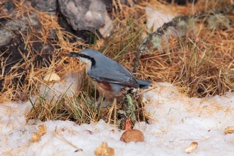 Bird in the wilderness Stock Photos