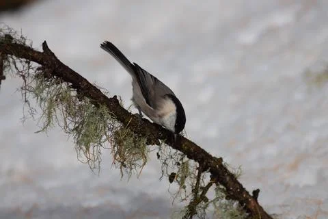 Bird in the wilderness Stock Photos