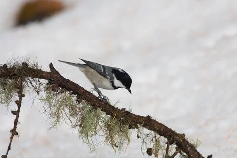 Bird in the wilderness. Stock Photos