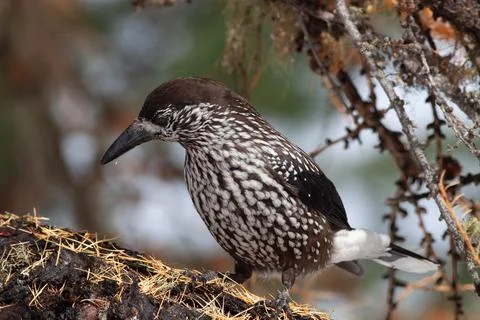 Bird in the wilderness. Stock Photos