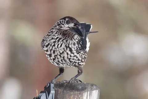 Bird in the wilderness. Stock Photos