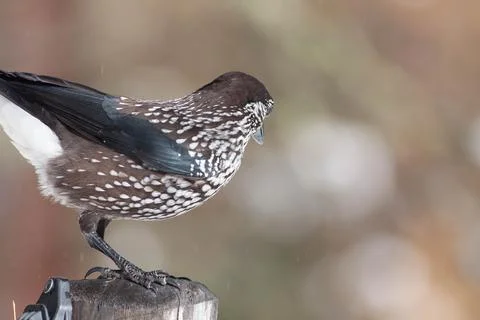 Bird in the wilderness. Stock Photos