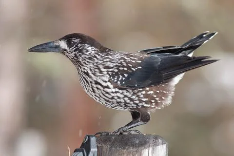 Bird in the wilderness. Stock Photos