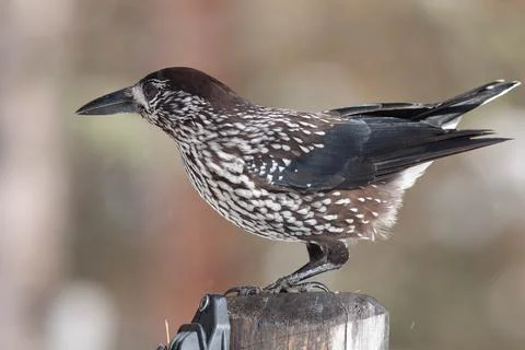 Bird in the wilderness. Stock Photos