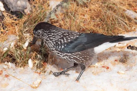 Bird in the wilderness. Stock Photos