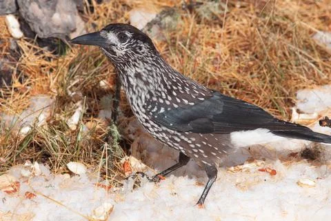 Bird in the wilderness. Stock Photos