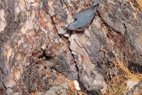 Bird in the wilderness. Stock Photos