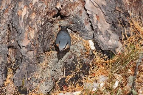 Bird in the wilderness. Stock Photos