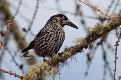 Bird in the wilderness. Stock Photos