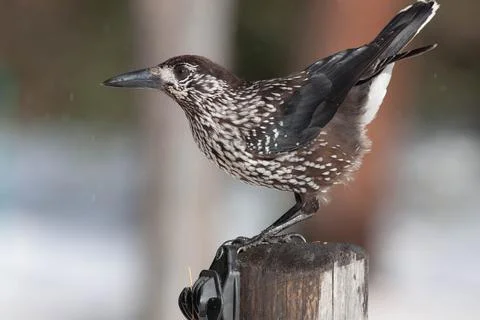 Bird in the wilderness. Stock Photos