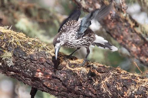 Bird in the wilderness. Stock Photos