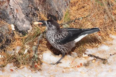 Bird in the wilderness. Stock Photos