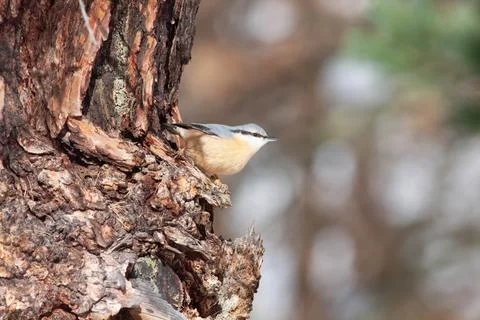Bird in the wilderness. Stock Photos
