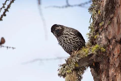 Bird in the wilderness. Stock Photos