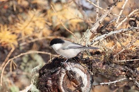 Bird in the wilderness. Stock Photos