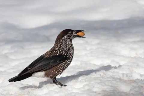 Bird in the wilderness. Stock Photos