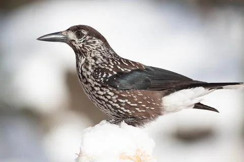Bird in the wilderness. Foto stock